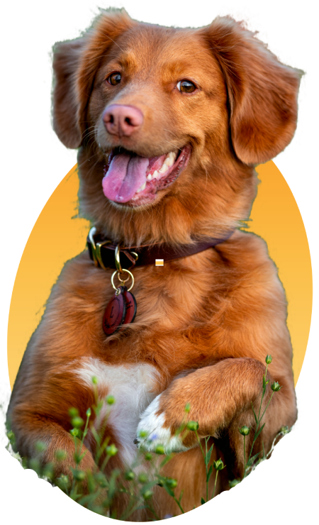 Orange dog with tongue out on an orange background
